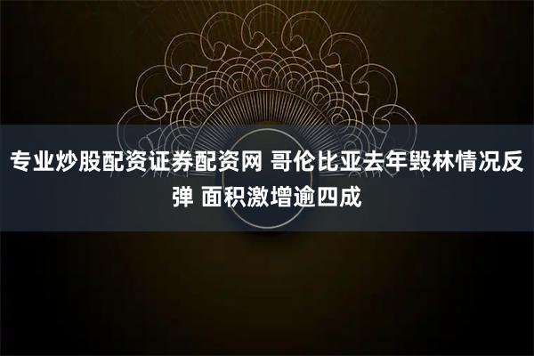 专业炒股配资证券配资网 哥伦比亚去年毁林情况反弹 面积激增逾四成